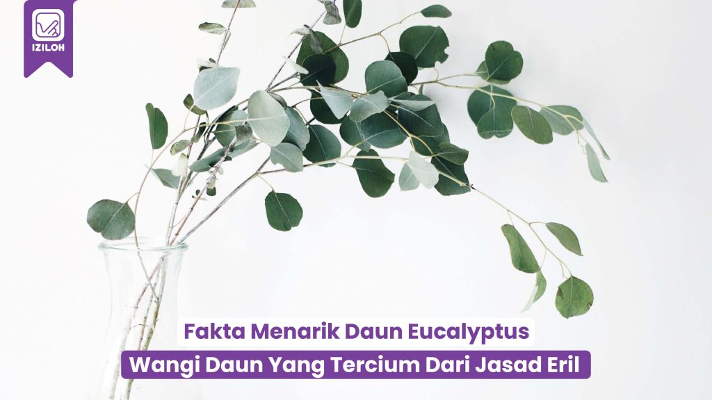 3 Fakta Menarik Wangi Daun Eucalyptus Yang Tercium Dari Jasad Eril